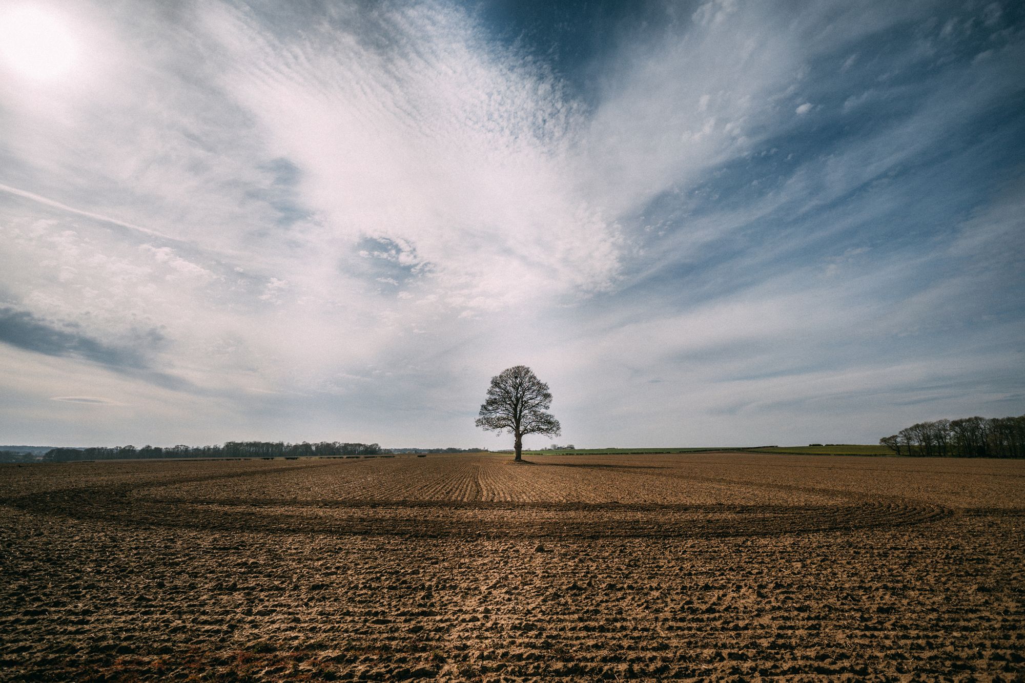 Where are all the Trees?