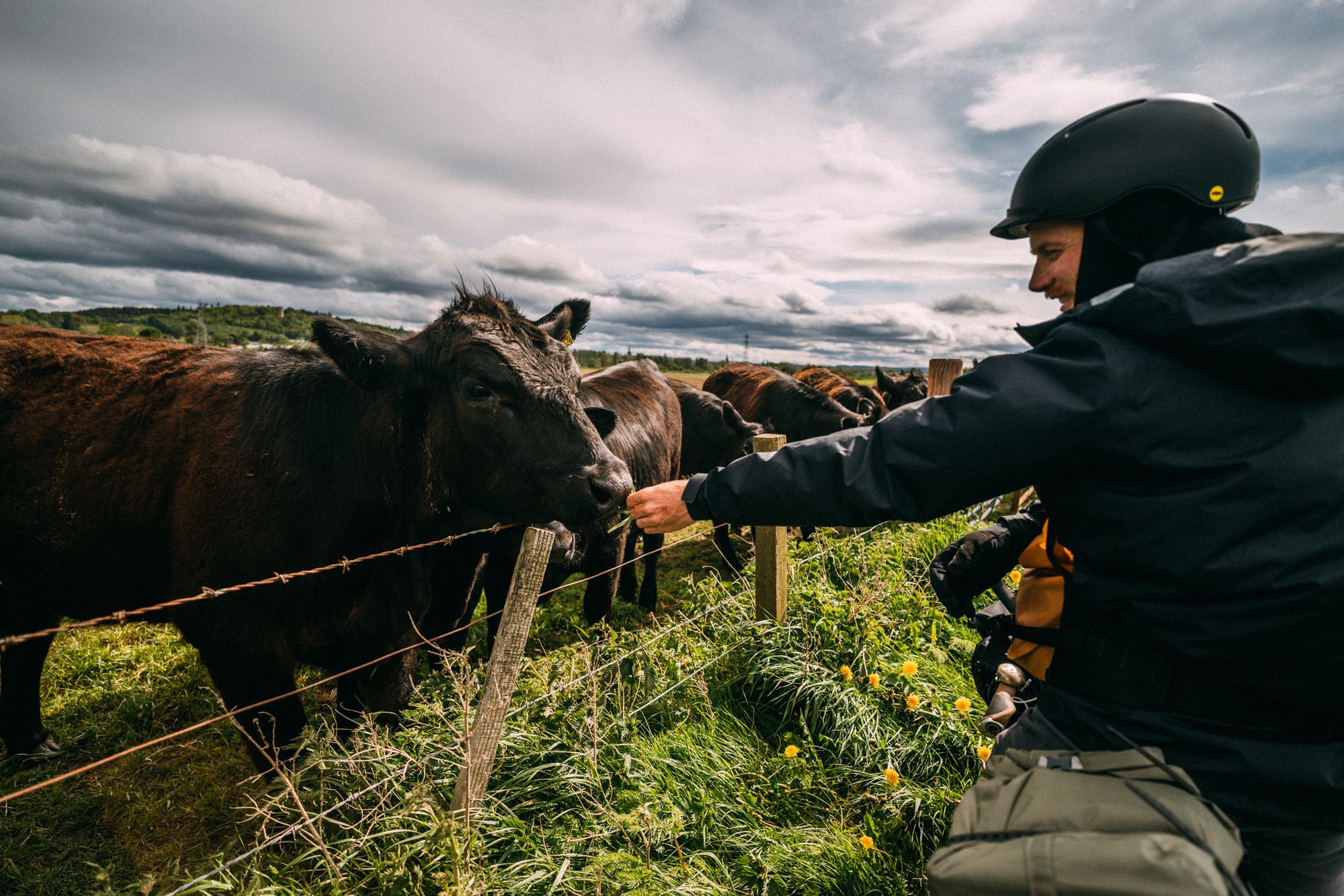 Songs of the Cows