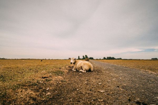 Why is Wool so Baaad? An Introduction to the Lives of Sheep in Slavery